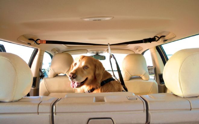 Pet Travel Safety Tips and Products