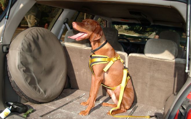 Pet Travel Safety Tips and Products