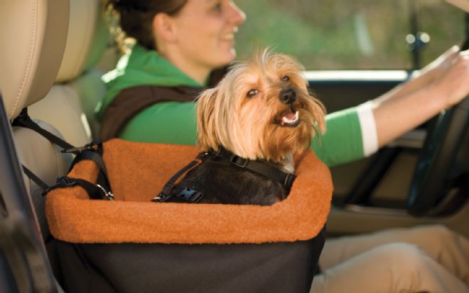 Pet Travel Safety Tips and Products