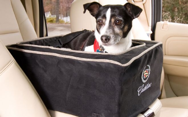 Pet Travel Safety Tips and Products