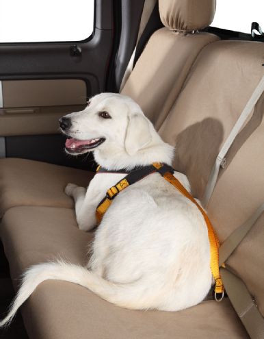 Pet Travel Safety Tips and Products